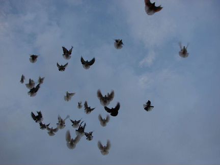 Николаевские голуби