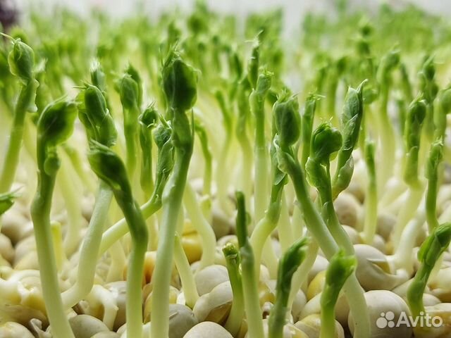 Семена гороха на микрозелень, Мадрасс 1кг