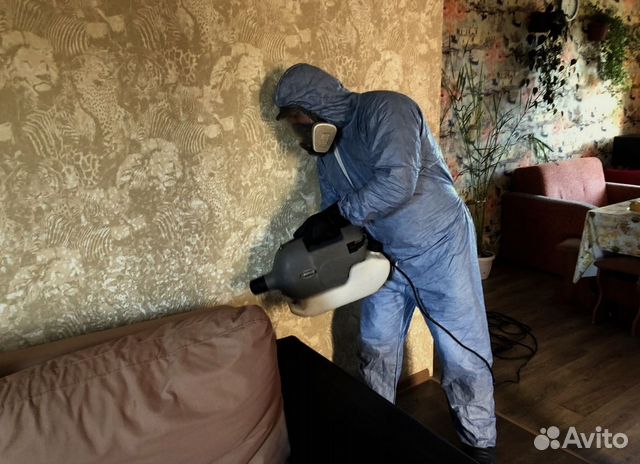 Клопов тараканов клещей комаров борщевика плесени