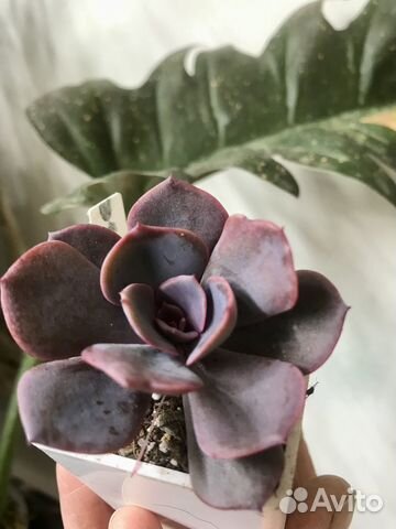 Суккуленты 1. Пересылка почтой