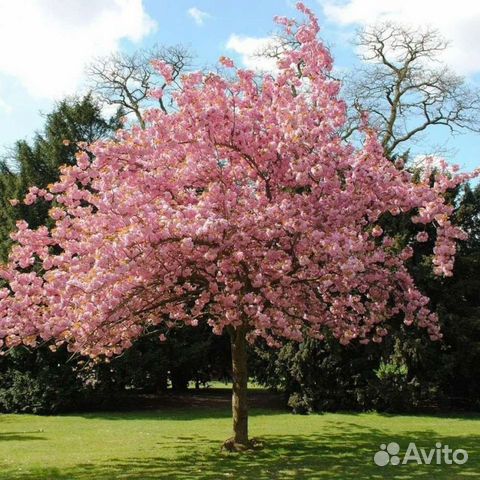 Черёмуха виргинская Шуберт