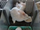 Кролики панон объявление продам