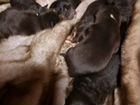 Продам щенков Тибетского Мастифа