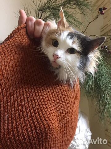 Кошки в добрые руки бесплатно