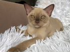 Бурманскаие котята объявление продам