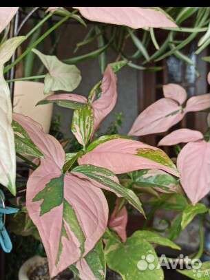 Сингониумы