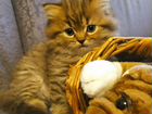 Шотландские котята хайленд объявление продам