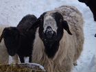 Овцы бараны курдючные объявление продам