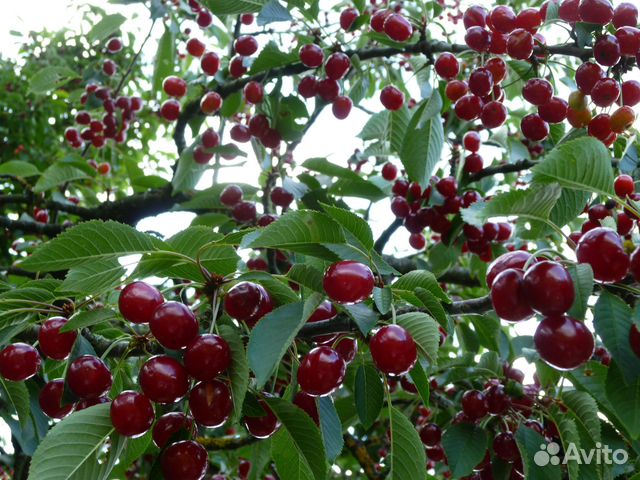 Саженцы Вишни Сибирской с плодами и нет. Сорт СССР