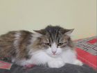 Кошечка Муза, 4 года