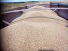Пшеница 2 000 тонн. Рожь 120 тонн объявление продам