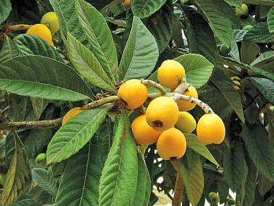 Мушмула,ежевика, кипрский базилик