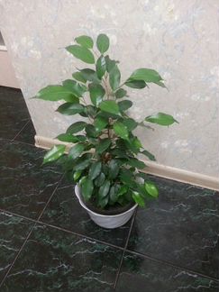 Бенджамина Фикус