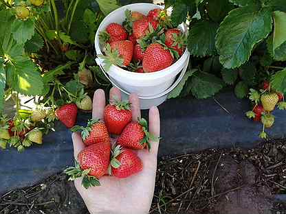 Ягодный Сезон Магазин Berry Season