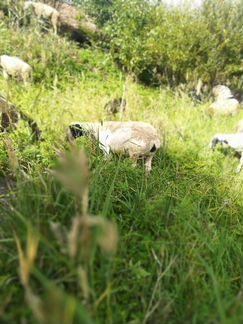 Овцы Бараны Дорпер - фотография № 6