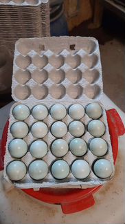 Яйцо инкубационное селадон
