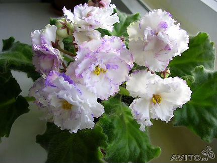 Фиалки - сорт 