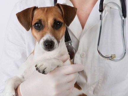 Ветеринарный врач. Ветеринар. Круглосуточно