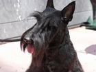 Скотч-терьер щенки черного окраса
