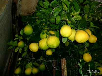В Магазине Имеются Лимоны Апельсины