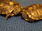 Красноухая черепаха 2шт с аквариумом и фильтром