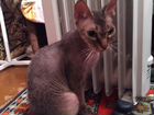 Ищем кота Донской (желательно брашевый) сфинкс,для объявление продам