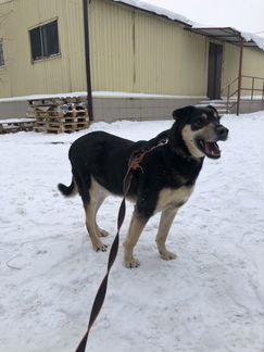 Собака из приюта