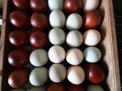 Инкубационное яйцо марана купить. Яйца Марана черно медного. Шкала окраски яиц Марана. Яйцо Марана фото. Яйцо молодого оленя ПВ.