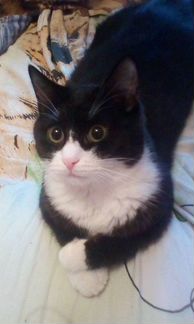 Котик в добрые руки