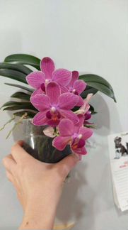 Орхидея фаленопсис розовый