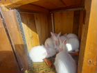 Продам кроликов белый панон