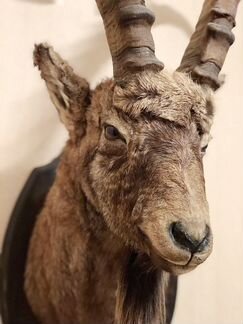 Чучело Козерога