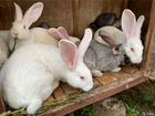 Продам кроликов разных возрастов