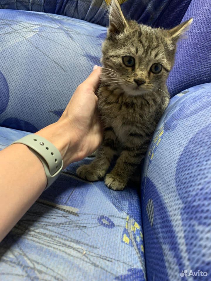 Котики бесплатно