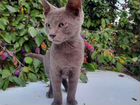 Русско голубой кот