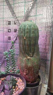 Euphorbia Obesa - эуфорбия обеса, молочай