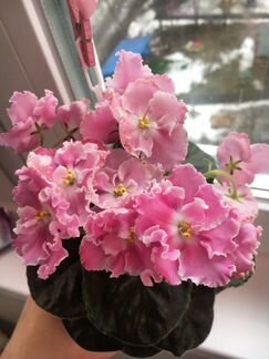 Фиалки Цветущие