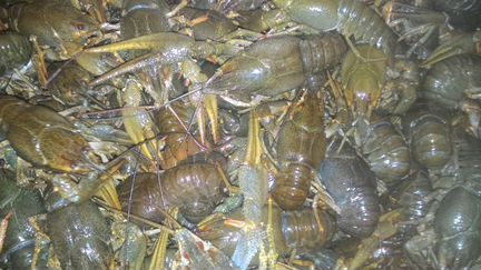 Живые и вареные раки, доставка или самовывоз