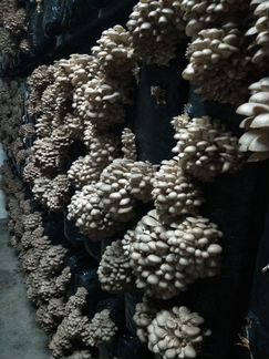 Действующая грибная ферма