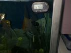 Термометр в аквариум объявление продам