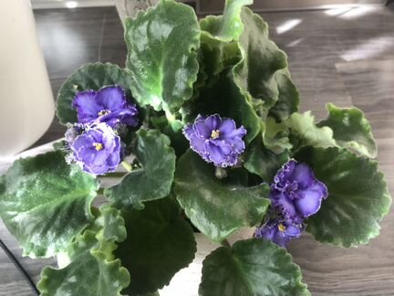 Фиалка, Герань коралловая