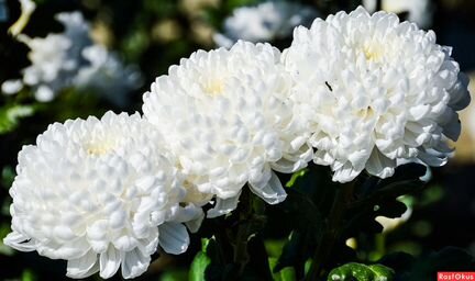 Рассада хризантемы