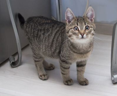 Котенок в добрые руки