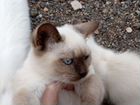 Сиамские котик и кошка объявление продам