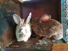Семья кроликов самец и самка объявление продам