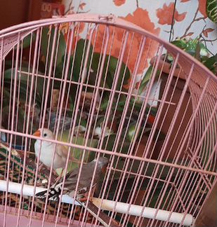 Амадины и волнистые попугаи с клеткой