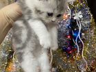 Британские котята, мраморные объявление продам