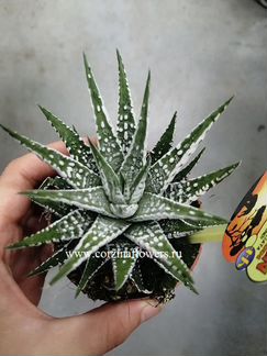 Хавортия фасциата Альба