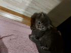Кошка сибирская,папа шотландский кот объявление продам