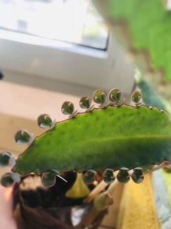 Семена Каланхоэ лечебного (Дегремона)